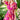 First Love Floral Short Sleeve Smocked Mini Dress - La Dolce Fiona