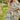 ADORA Layered Floral Off - Shoulder Short Sleeve Maxi Dress - La Dolce Fiona